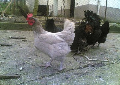 marans3.JPG