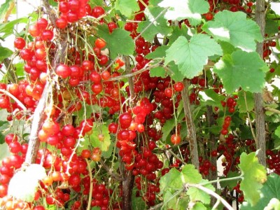 ribes rosso.JPG