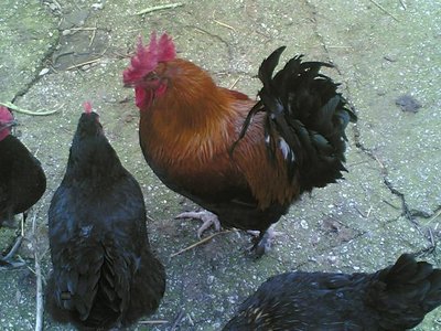 marans4.JPG