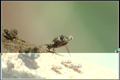 giant black bark aphid.jpg