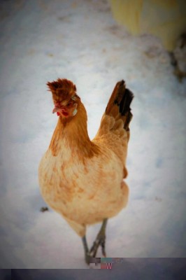 gallina.tirolese.masotranquillo.red.jpg