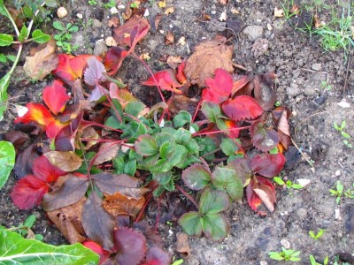 fragaria ananassa.JPG