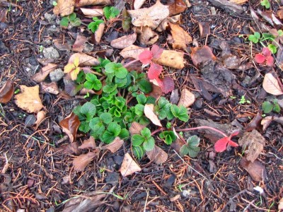 fragaria nilgerrensis.JPG