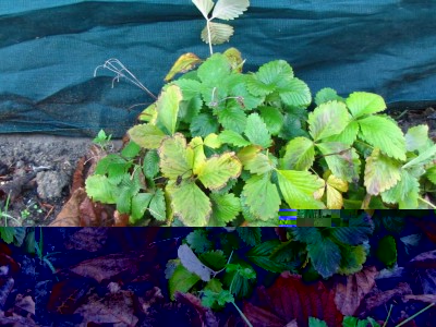 fragaria vesca.JPG