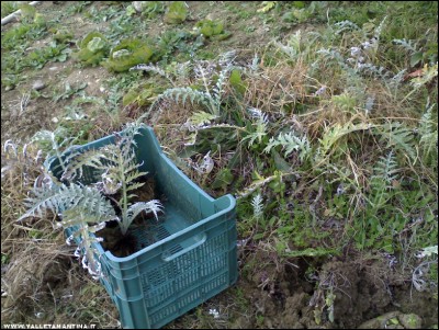 24112017trapianto-carciofi.jpg