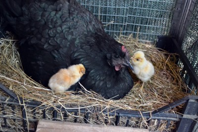 Australorp-chioccia2.jpg