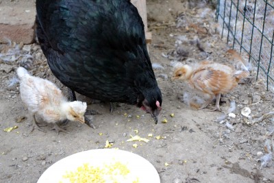 Australorp-chioccia.jpg