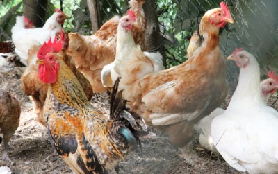 galline-e-galli-mugellesi.jpg