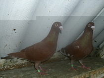 viagiatori Meulemans.jpg1.jpg2.jpg