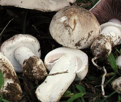 Agaricus bresadolanus.jpg