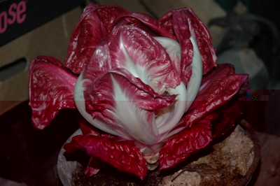 radicchio1.jpg