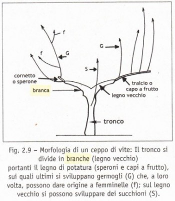 parti della vite.jpg