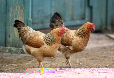 galline-ovaiole-razze_NG1.jpg