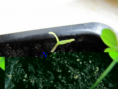 Capsicum chacoense.JPG