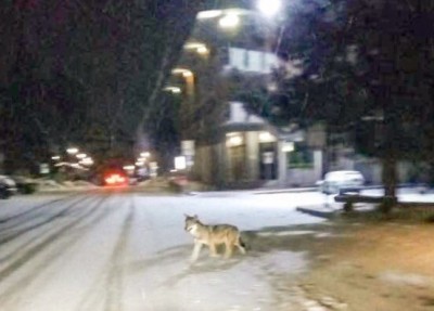 Lupo a Bardonecchia.jpg