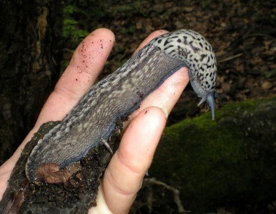 Limax sp. ter.jpg