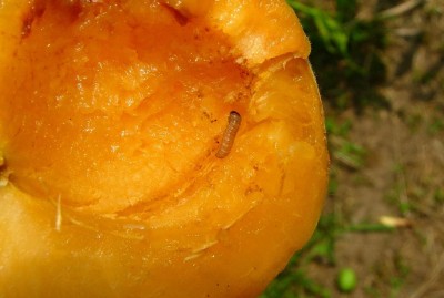 cidia molesta, larva su albicoca 1 (2).JPG