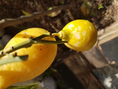 limone1.jpg