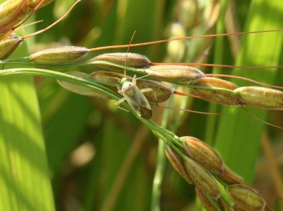 Calocoris_sp. (trivialis).JPG