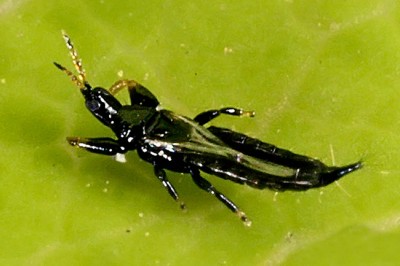 Liothrips oleae.jpg