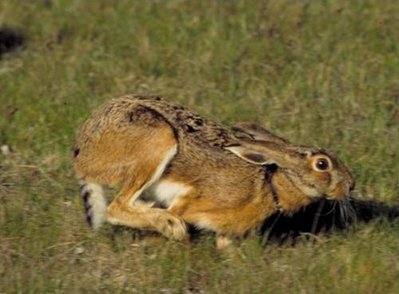 Lepre italica Lepus corsicanus.jpg