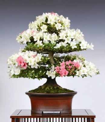 Azalea_CRESPIBONSAI.jpg