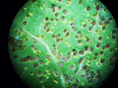 Puccinia malvacearum - sori.JPG