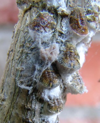 cochenille1.jpg