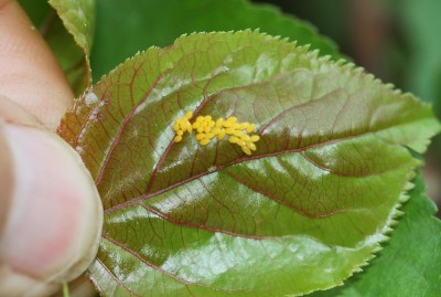 coccinella - ovatura.jpg