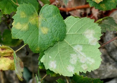 peronospora fronte retro.JPG