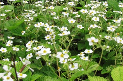 Fragaria moschata Bauwens.jpg