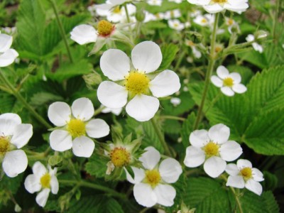 Fragaria moschata Bauwens2.jpg