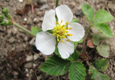 Fragaria moschata Cotta.jpg