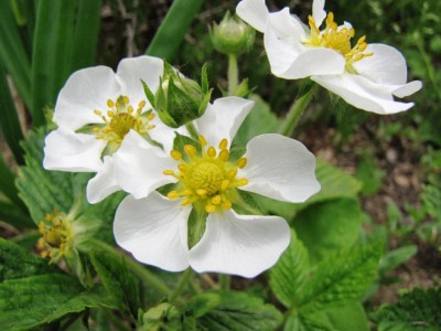 Fragaria moschata Capron Royal.jpg