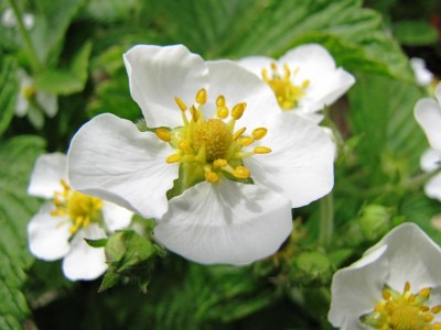 Fragaria moschata Capron Framboisé.jpg