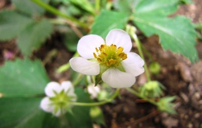 Fragaria virginiana Jerome.jpg