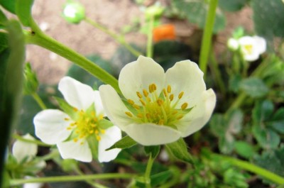 Fragaria virginiana Weibe Lobnitzer.jpg