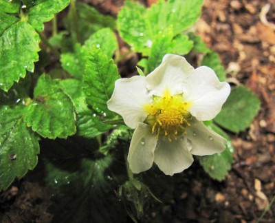 Fragaria orientalis.jpg