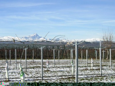 Actinidia, protezione dal gelo.JPG