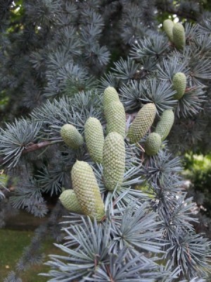 Picea pungens.jpg