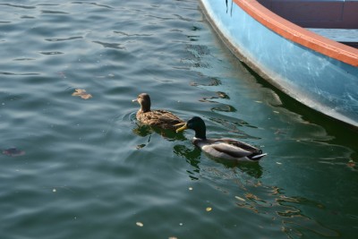 Germani lago Avigliana.jpg