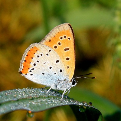 Lycaena dispar (foto Alessio Bartolini).jpg