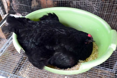 Australorp-chioccia.jpg