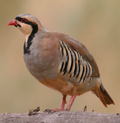 Alectoris-chukar-001[1].jpg