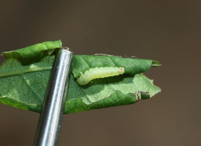 Blennocampa pusilla - rosa.JPG