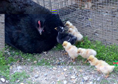 Chioccia-Australorp.jpg