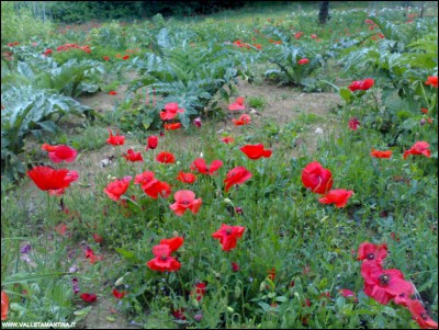 30052018papaveri-carciofi.jpg