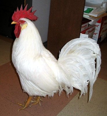 leghorn2.jpg