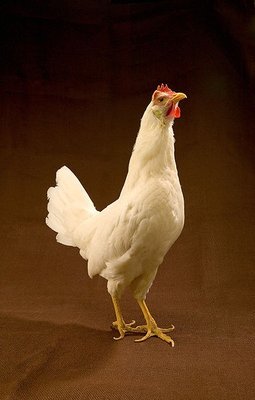 leghorn.jpg