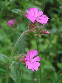 220px-Red_campion_close_700.jpg